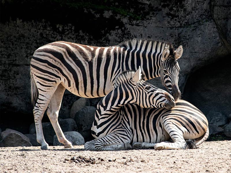 zebra_zoo